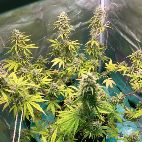 Pink Runtz Auto growlog timeline photo