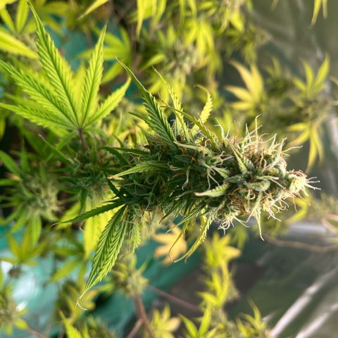 Pink Runtz Auto growlog timeline photo