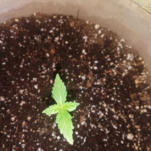 Green Gelato growlog timeline photo