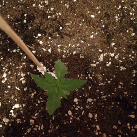 Green Gelato growlog timeline photo