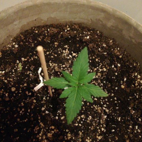 Green Gelato growlog photo: 1 gg con fertilizzante