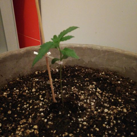 Green Gelato growlog timeline photo
