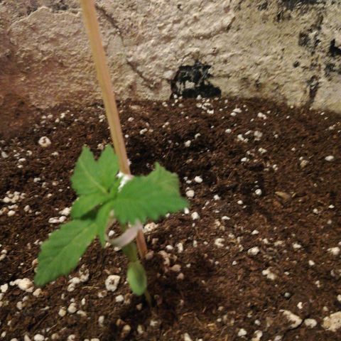 Green Gelato growlog timeline photo