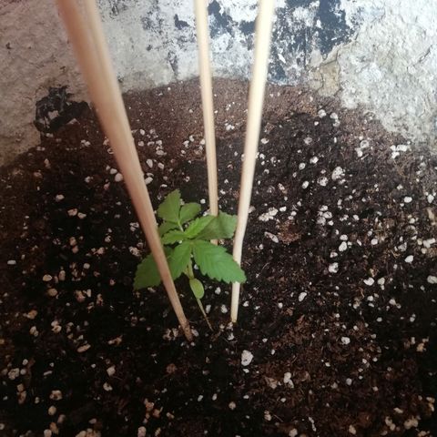 Green Gelato growlog timeline photo