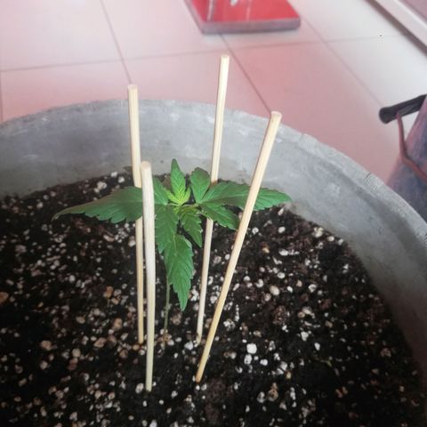 Green Gelato growlog timeline photo