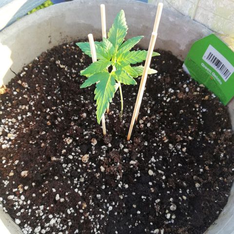 Green Gelato growlog timeline photo