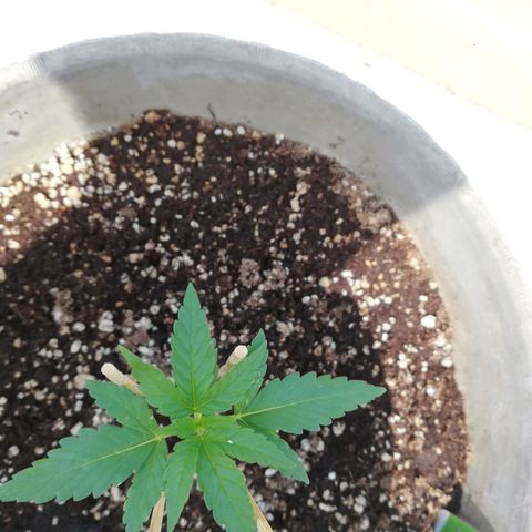 Green Gelato growlog timeline photo