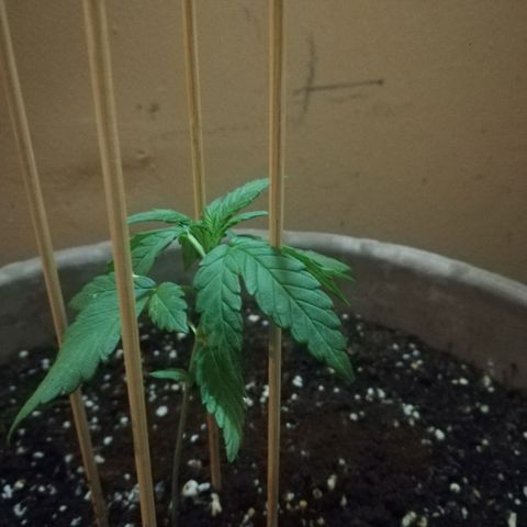Green Gelato growlog photo: Di sera