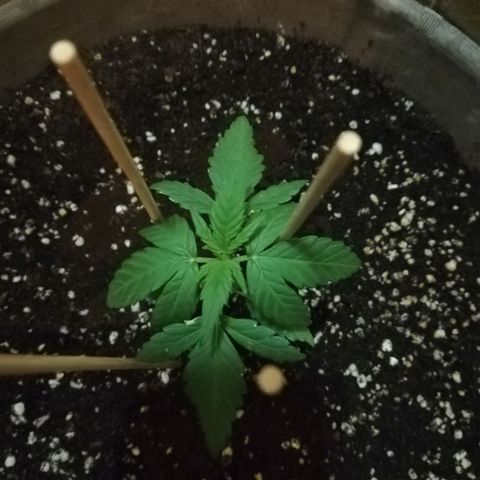 Green Gelato growlog photo: Di sera