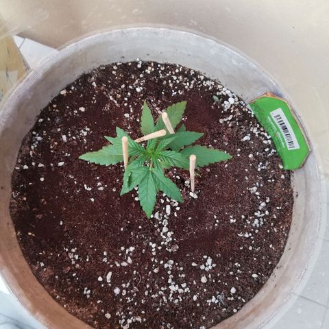 Green Gelato growlog timeline photo