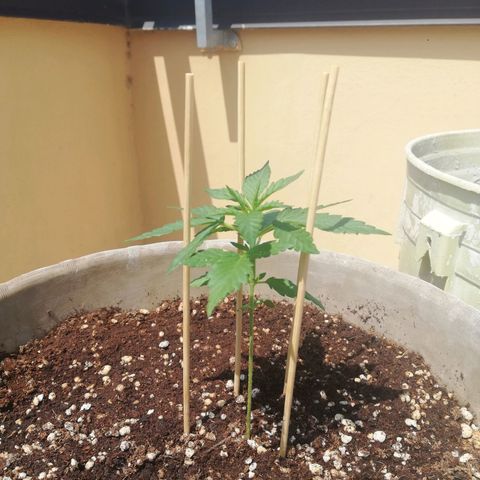 Green Gelato growlog timeline photo