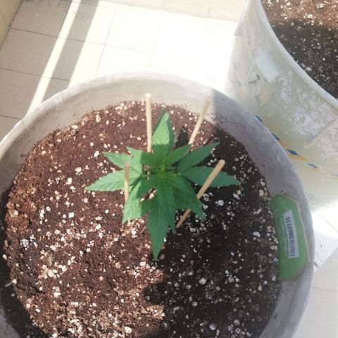 Green Gelato growlog timeline photo