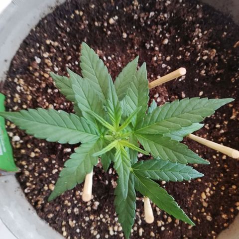 Green Gelato growlog timeline photo