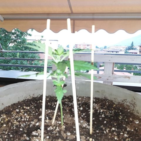 Green Gelato growlog timeline photo