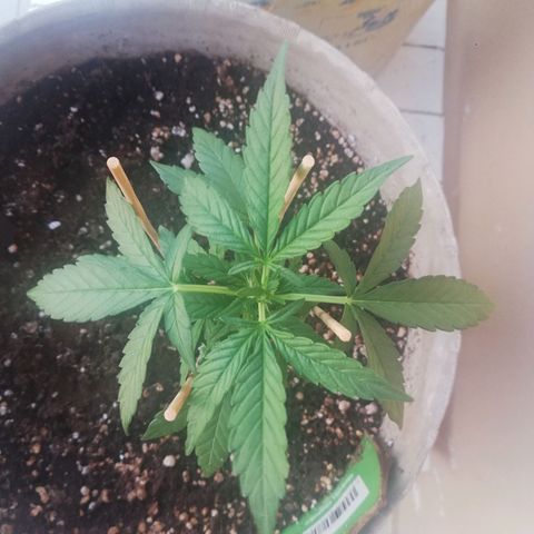 Green Gelato growlog photo: 4 prefiori circa