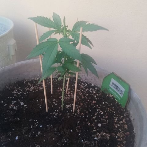 Green Gelato growlog photo: 4 prefiori circa