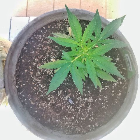 Green Gelato growlog timeline photo