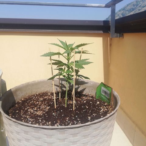 Green Gelato growlog timeline photo