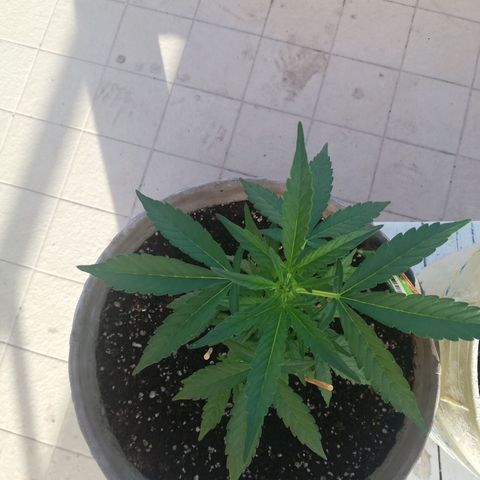 Green Gelato growlog timeline photo