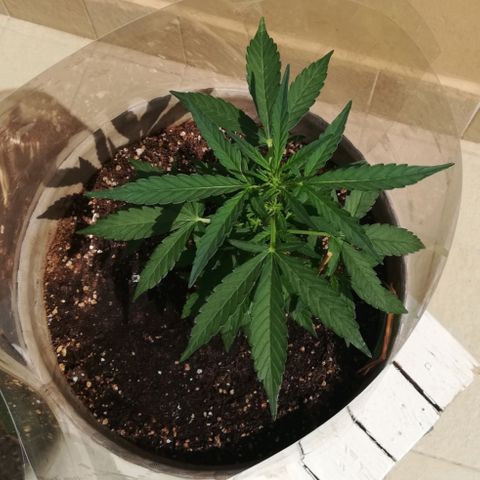 Green Gelato growlog photo: 30 cm con prefiori