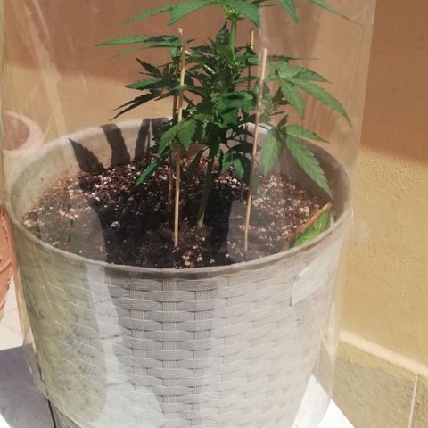Green Gelato growlog photo: 30 cm con prefiori