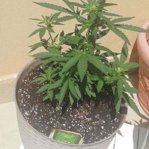 Green Gelato growlog timeline photo