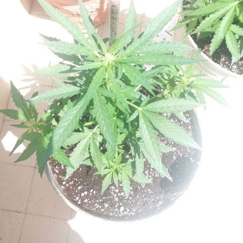 Green Gelato growlog timeline photo