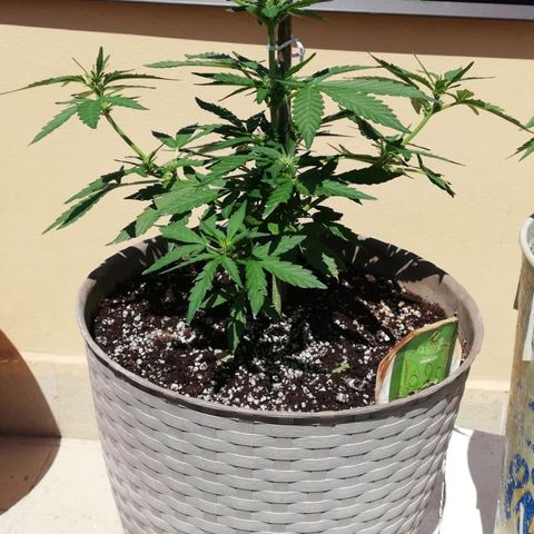 Green Gelato growlog photo: 35 cm