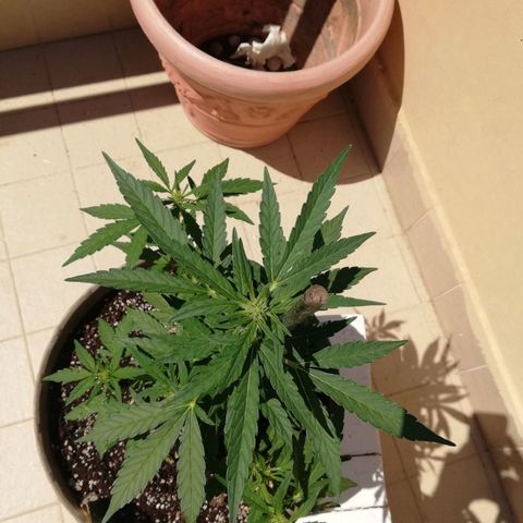Green Gelato growlog photo: 35 cm