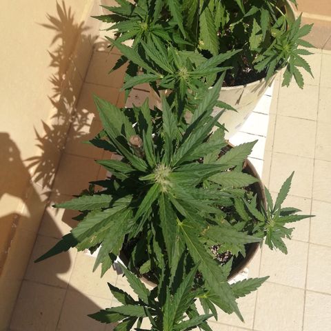 Green Gelato growlog timeline photo