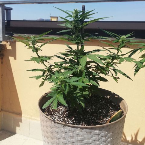 Green Gelato growlog timeline photo