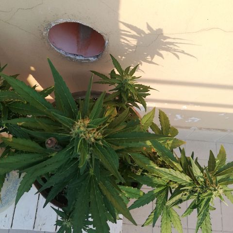 Green Gelato growlog timeline photo