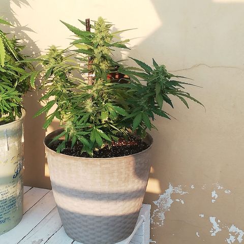 Green Gelato growlog timeline photo