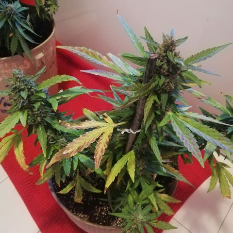 Green Gelato growlog timeline photo