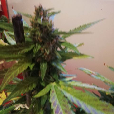 Green Gelato growlog timeline photo
