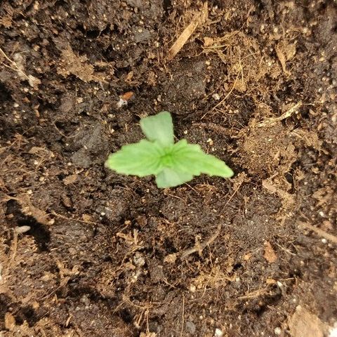 ДЖЕК growlog timeline photo