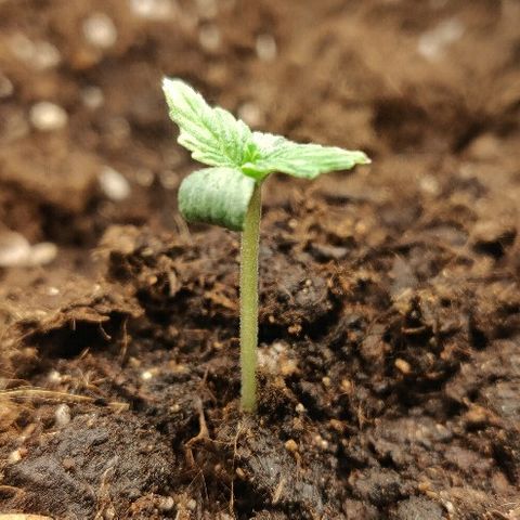 ДЖЕК growlog timeline photo