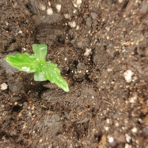 ДЖЕК growlog timeline photo