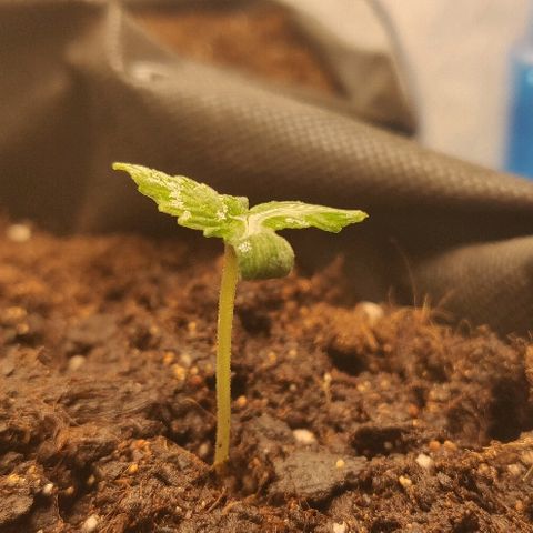 ДЖЕК growlog timeline photo