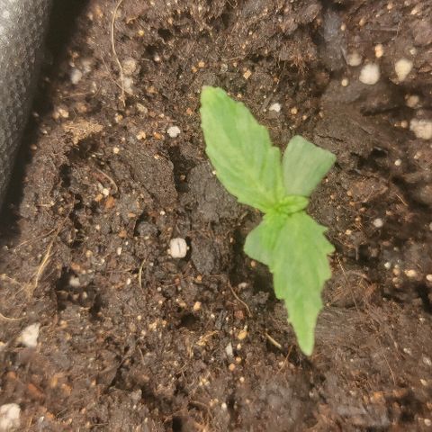 ДЖЕК growlog timeline photo
