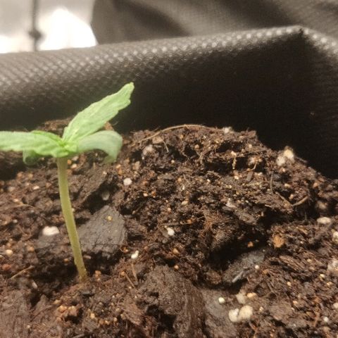 ДЖЕК growlog timeline photo