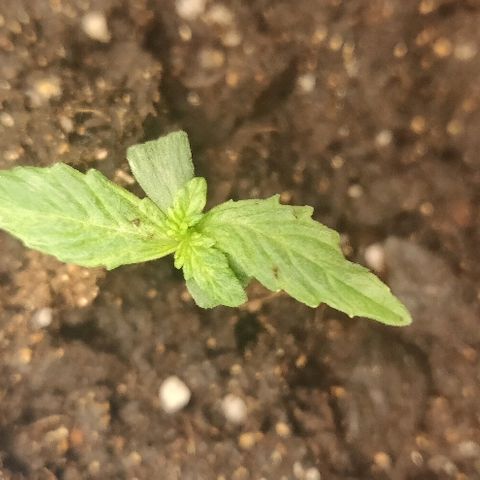 ДЖЕК growlog timeline photo