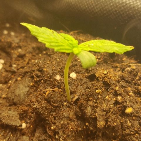 ДЖЕК growlog timeline photo