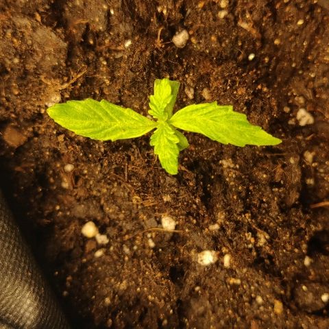 ДЖЕК growlog timeline photo