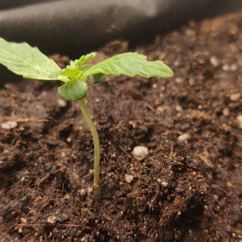 ДЖЕК growlog timeline photo