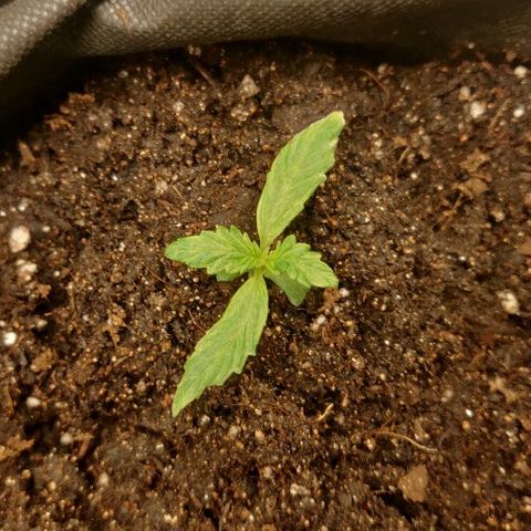 ДЖЕК growlog timeline photo