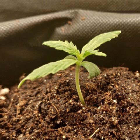 ДЖЕК growlog timeline photo