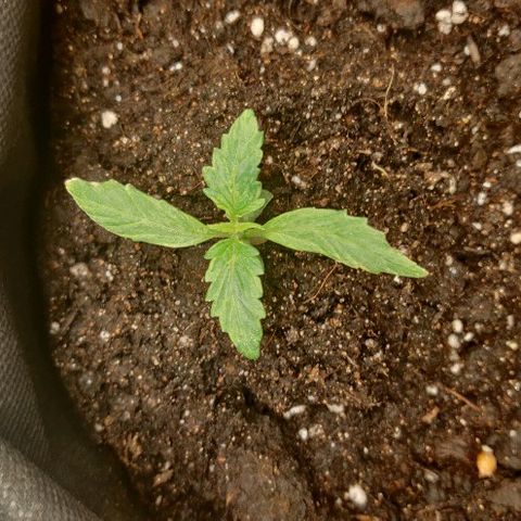 ДЖЕК growlog timeline photo
