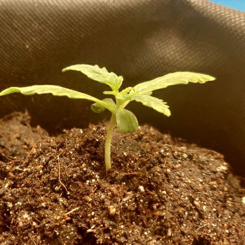 ДЖЕК growlog timeline photo