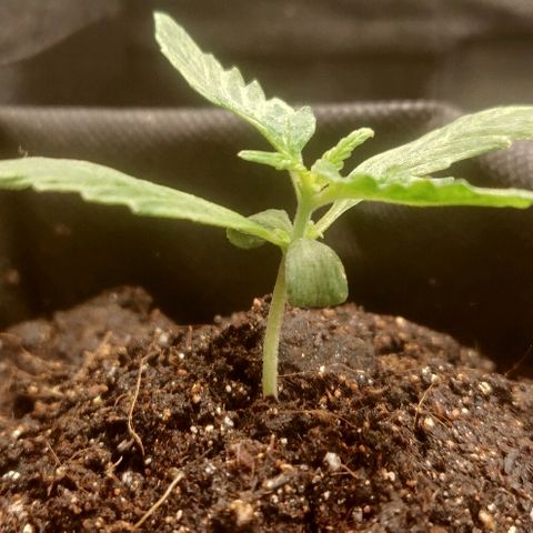 ДЖЕК growlog timeline photo